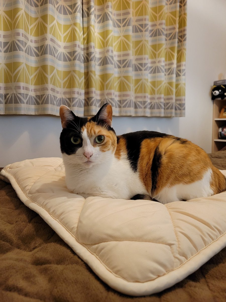 神楽🐾 tweet media