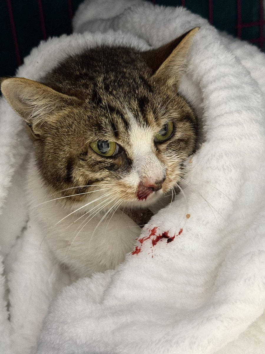 Boooo波妞! tweet media