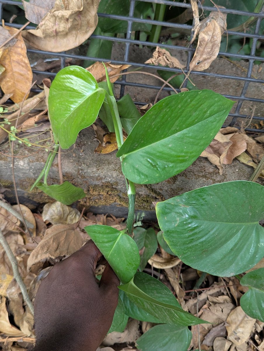 Bimbo Owoyemi tweet media