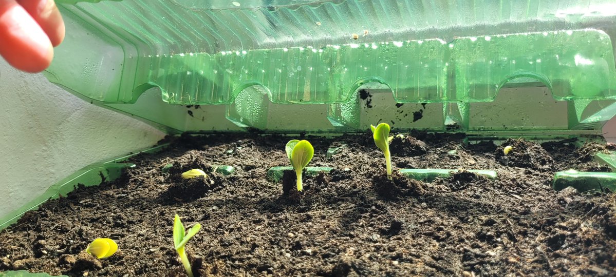 SweetPea-and-Friends tweet media