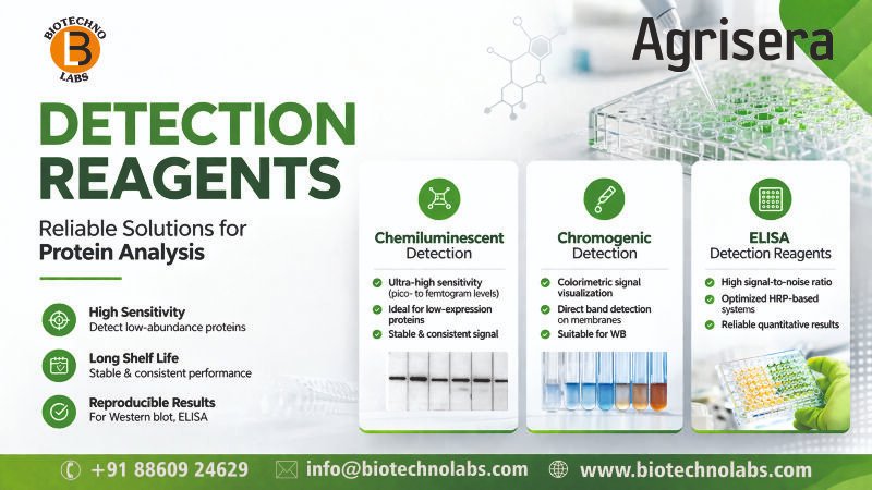 biotechnolabs's tweet image. An authorised distributor of Agrisera AB in #India is proud to bring their high-quality detection reagents to the scientific community.
#ProteinAnalysis #WesternBlot #ELISA #LifeSciences #Biotechnology #ResearchIndia #DetectionReagents #BTLBiotechnoLabsPvtLtd #Agrisera