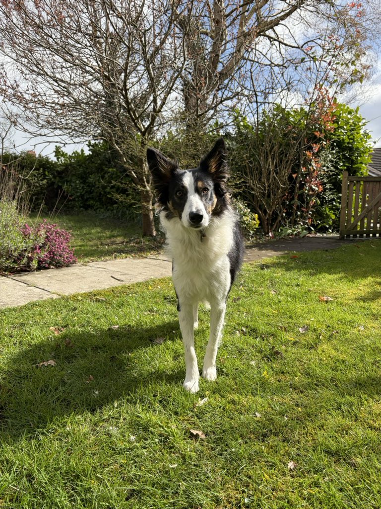 Puppy Bess and Auntie Kes tweet media