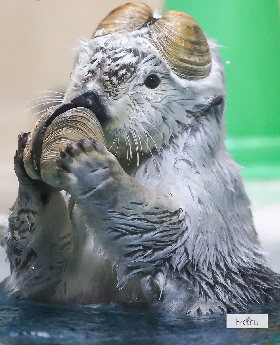 𝗛𝗔𝗥𝗨 tweet media