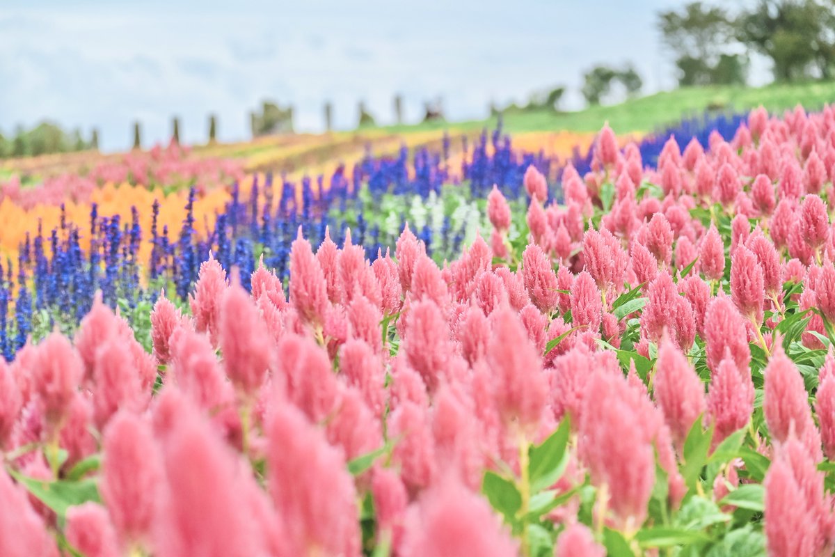 y.📸 (@pic_album00) on Twitter photo 