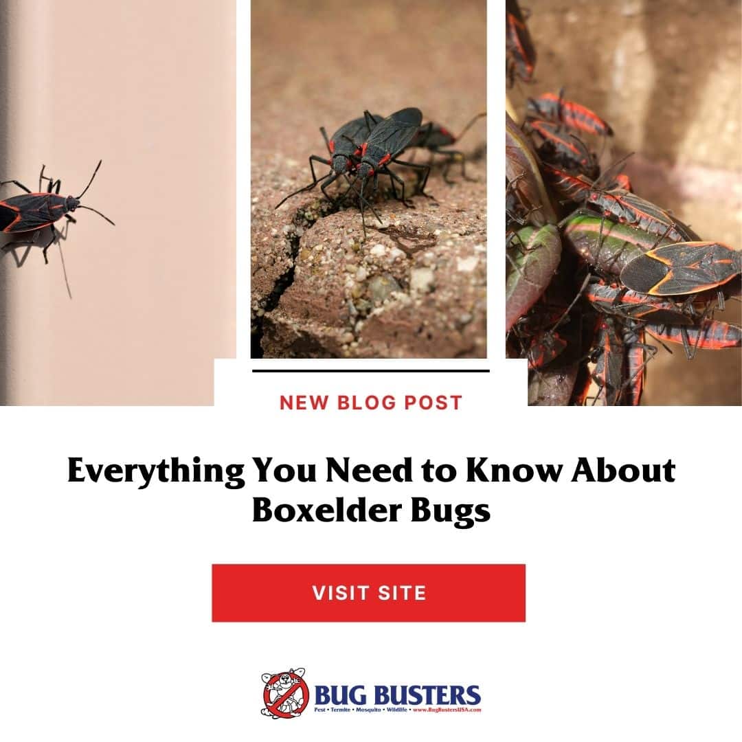 Bug Busters, Inc. tweet media