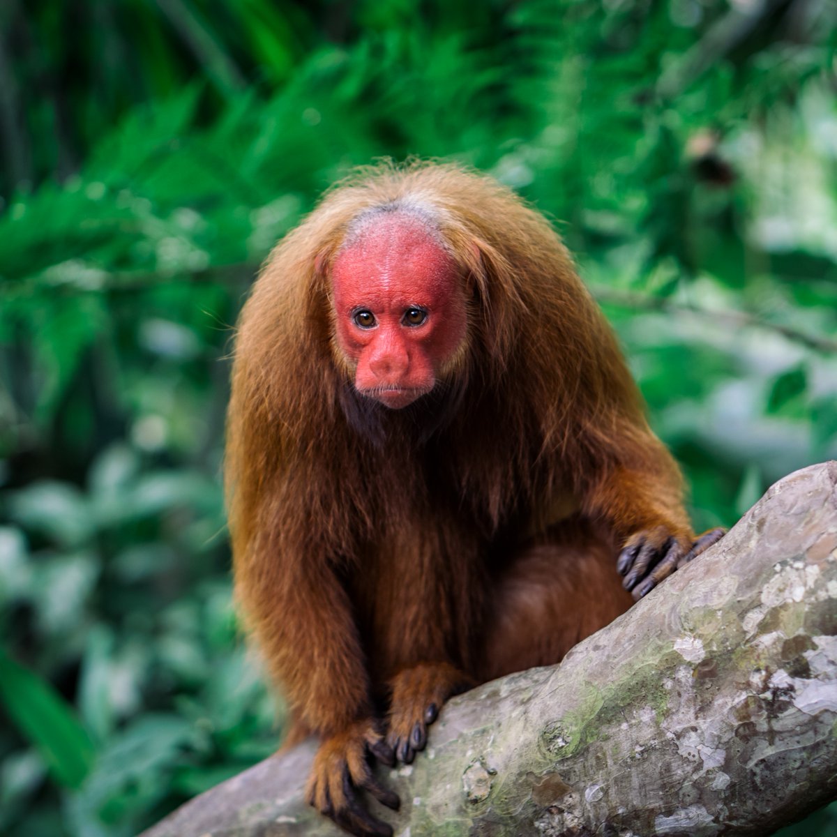 Discovery's tweet image. Hump day feeling EXTRA long this week 😣

#DidYouKnow Uakari monkeys are known to give out an unusual vocalization, resembling a hysterical laugh.

📸: Kim Schandorff

#uakari #monkey #rainforest