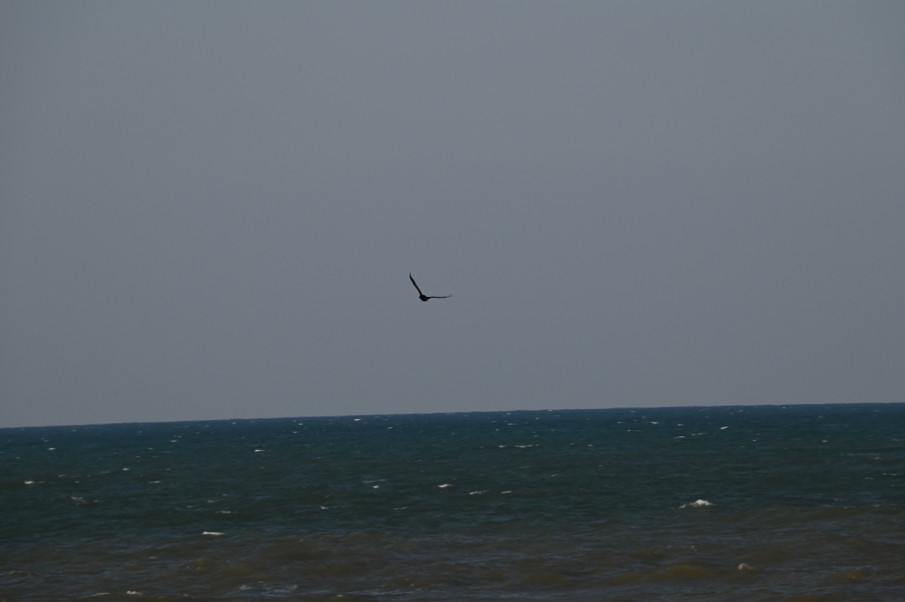 Zaurusu.y.加藤 tweet media