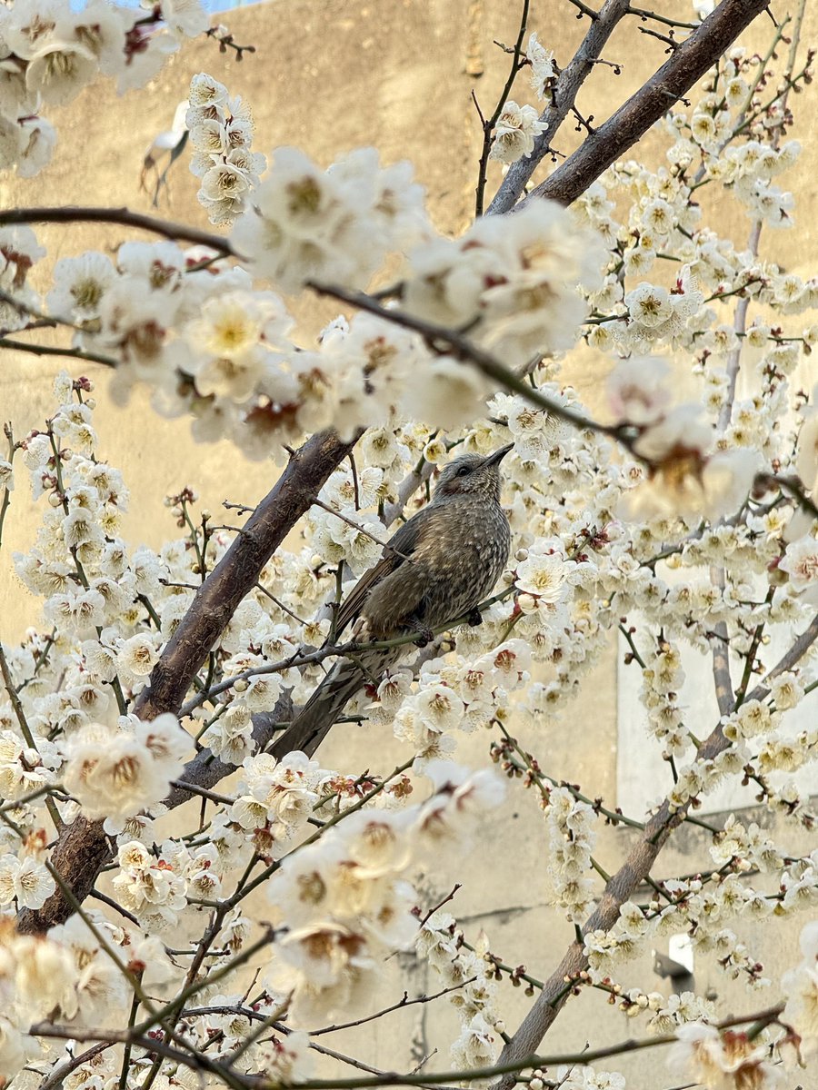 책팔이 tweet media