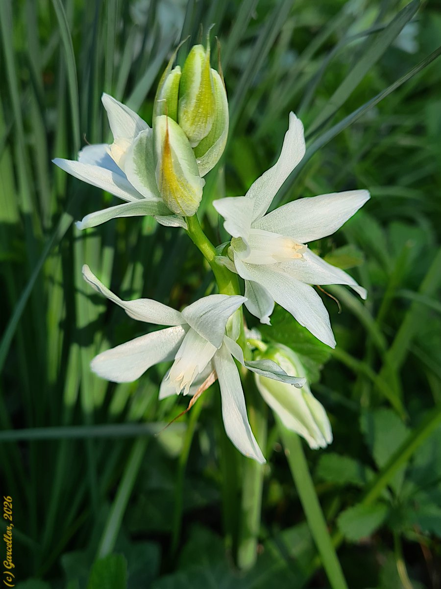 LorenzoGarciaCe's tweet image. Ornithogalum sp. (pos. Ornithogalum nutans) - Leche de pájaros, Leche de gallina, Estrella de Belén. Parque de El Capricho, Madrid, España. Marzo de 2026.

#garcellor #ornithogalum #ornithogalumnutans #lechedepajaros #elcapricho #floresdeprimavera #infowikipedia #fotosconmovil