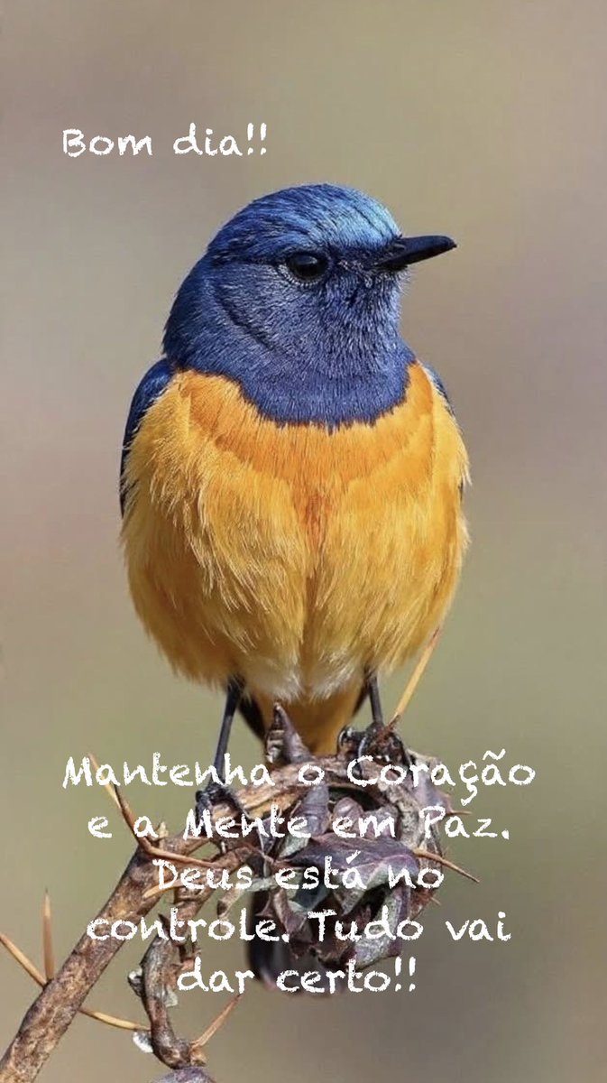 Marcelo de Marco tweet media