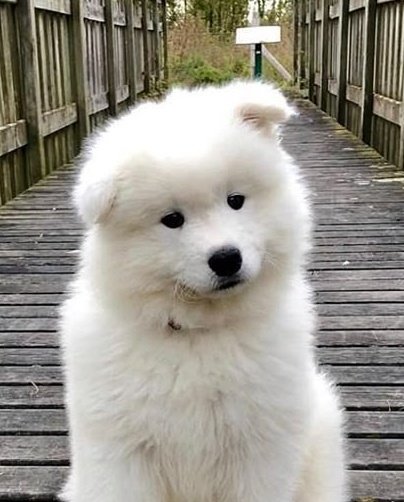 ปาริปาริ~♡ 🇹🇭🇰🇷🏒 tweet media