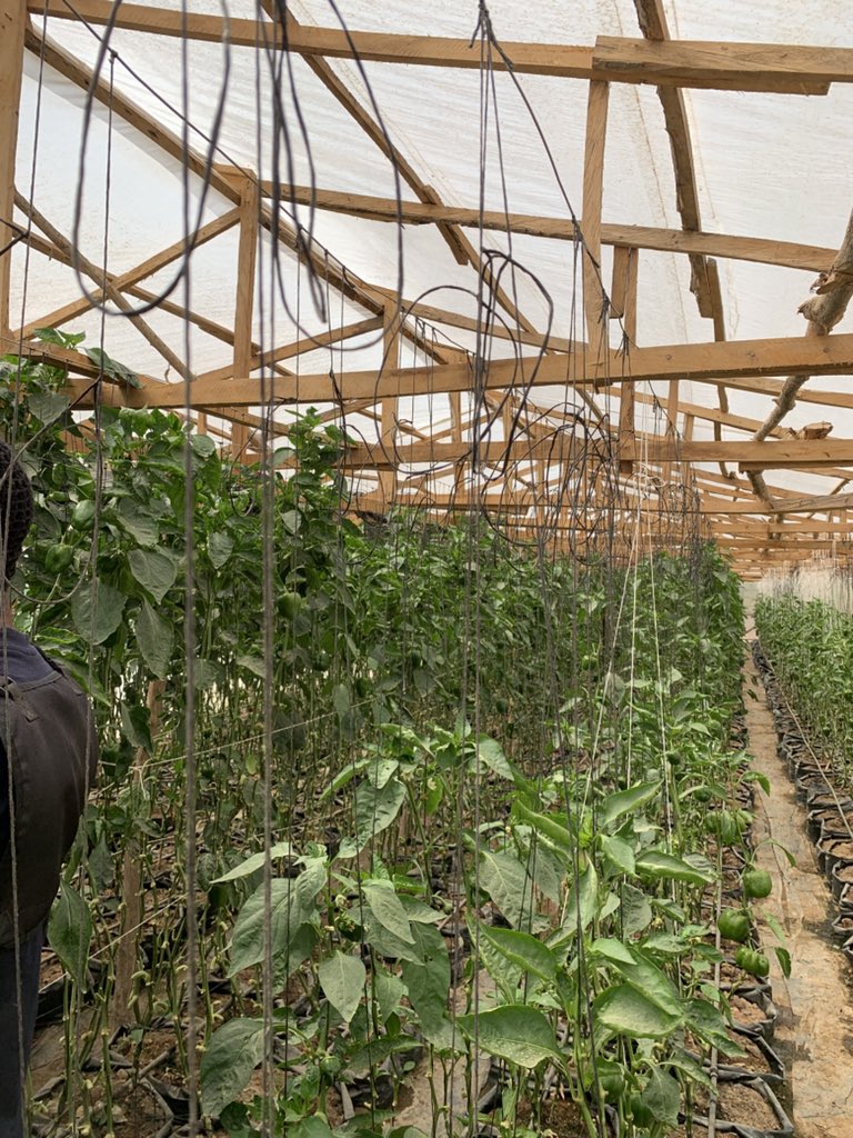 erb_dool tweet media