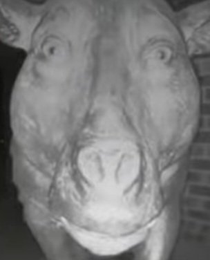 단무지 tweet media