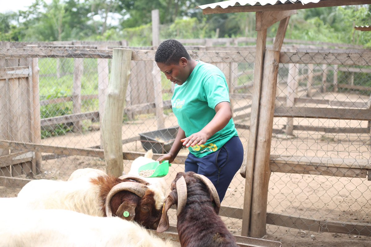 The Ghanaian Farmer tweet media