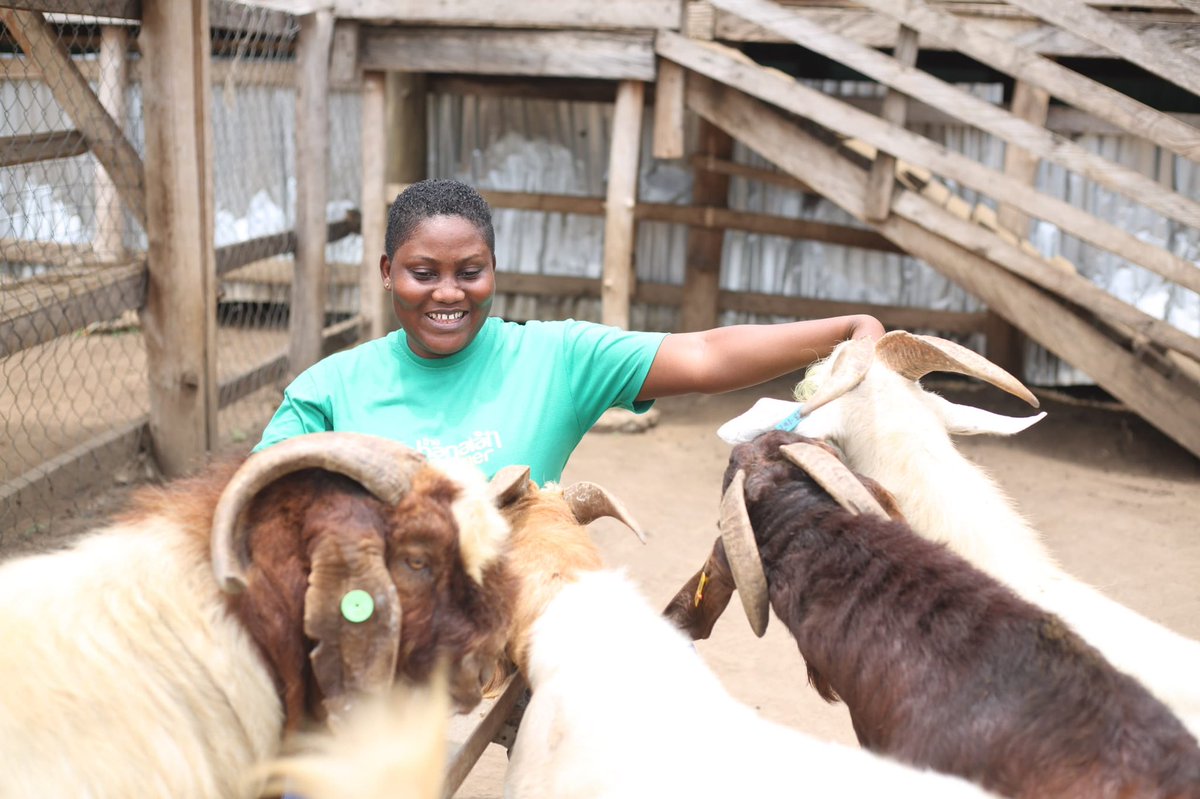 The Ghanaian Farmer tweet media