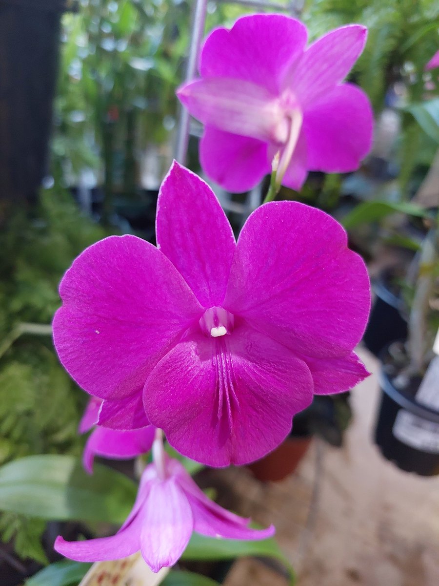 Loretta Houston tweet media