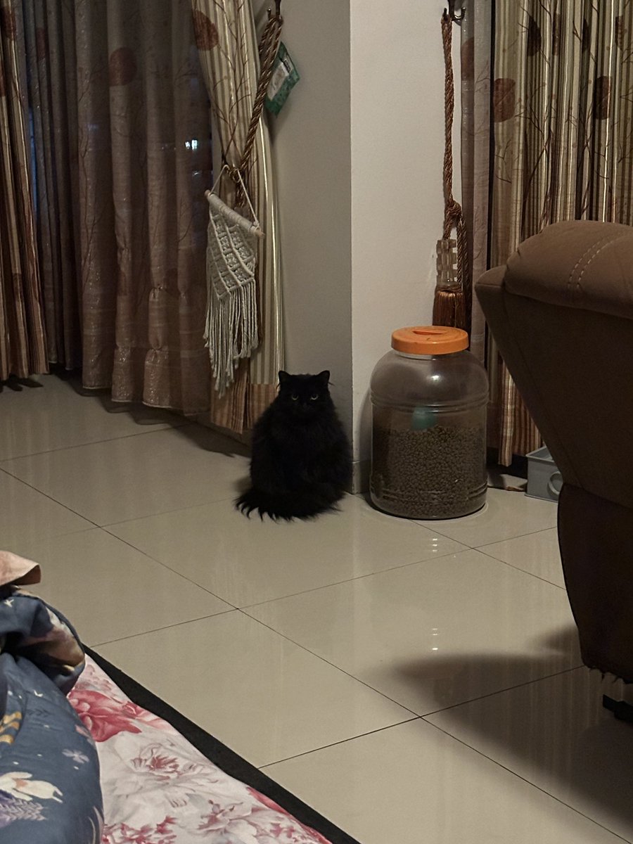 halo aku kucing tweet media