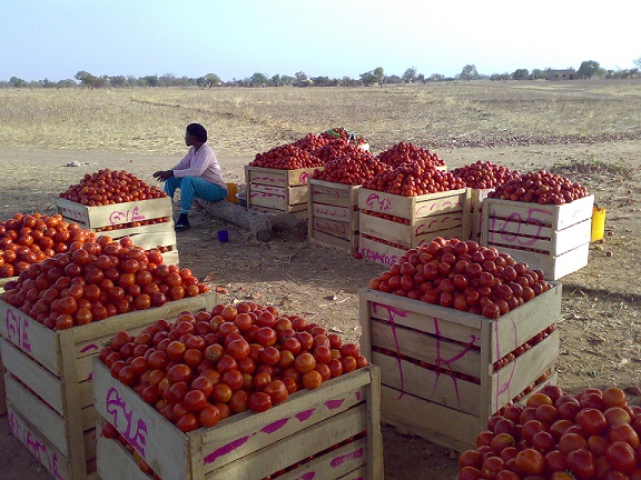 supply_africa's tweet image. Burkina Faso : suspension des exportations de tomates pour soutenir la transformation locale.

#AutorisationsSpécialesExportationASE #exportation #tomates #commerce #agriculture #transport #logistics #supplychain

africasupplychainmag.com/burkina-faso-s…