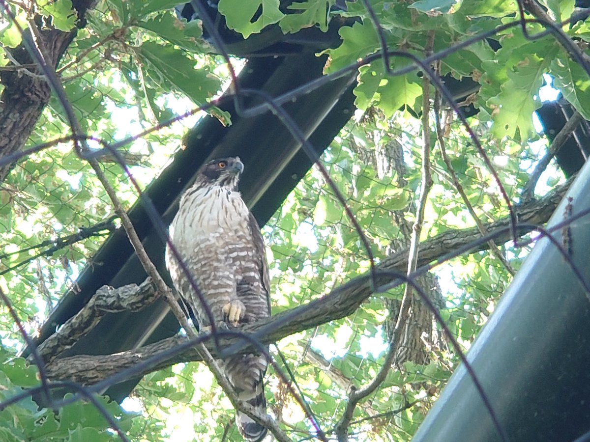 リュウト🐾🐾 tweet media