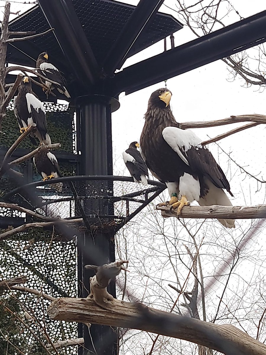 リュウト🐾🐾 tweet media