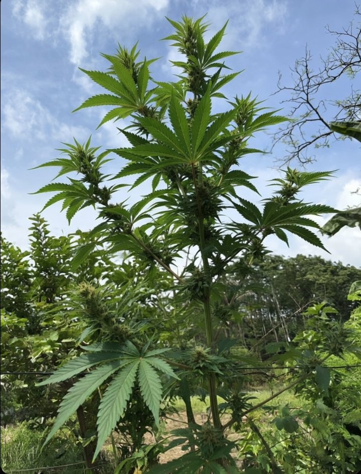 Sumatera Adil & Federal tweet media