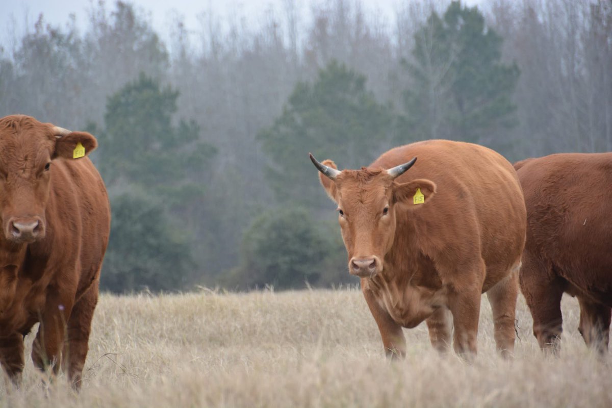 Pinehurst Farm tweet media
