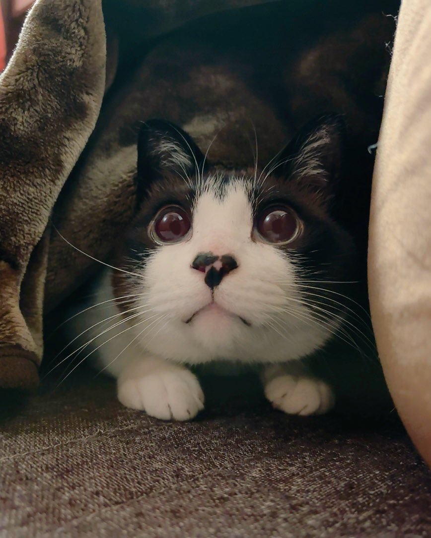 マミ太郎 tweet media