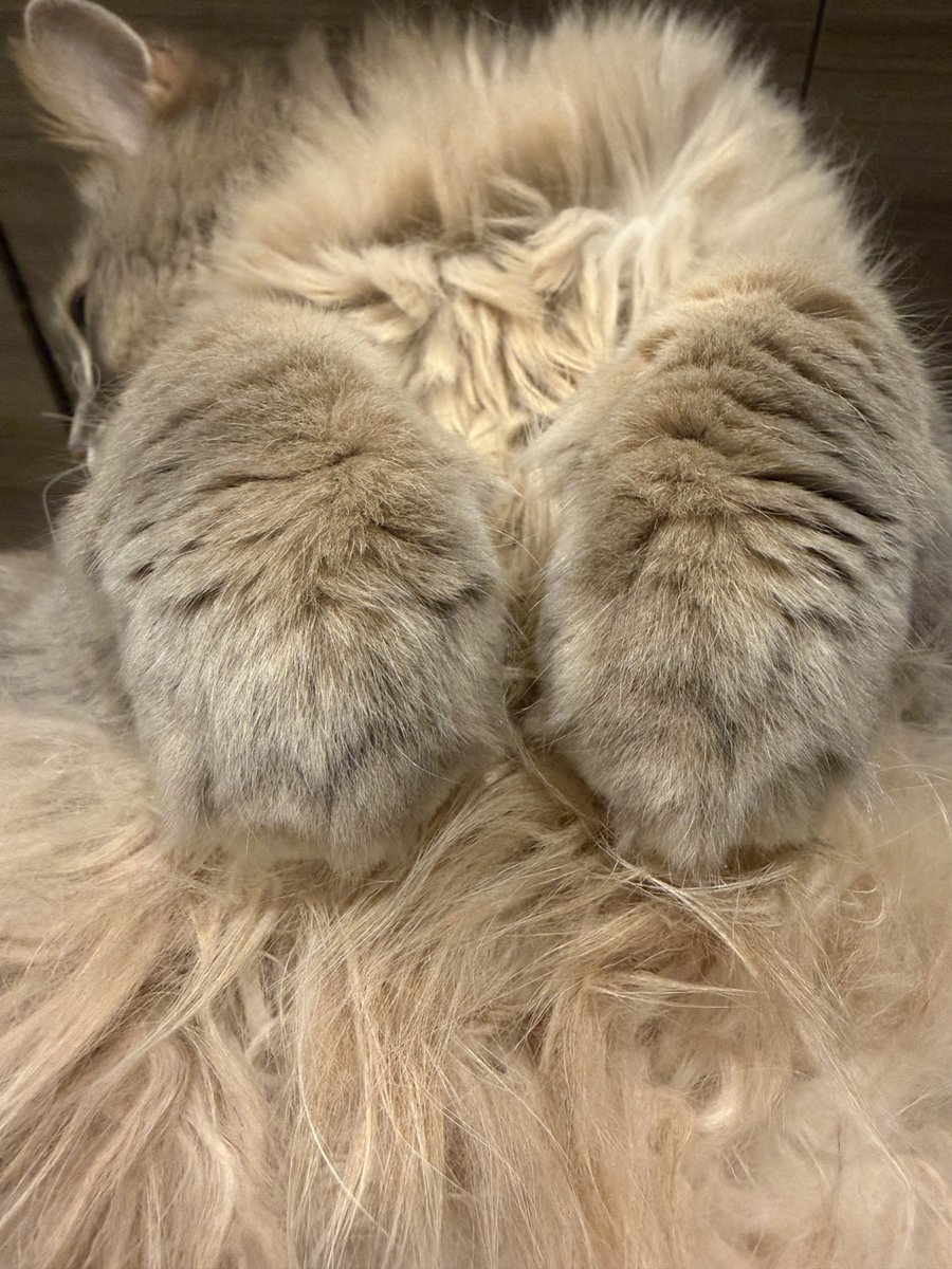 かんたま tweet media