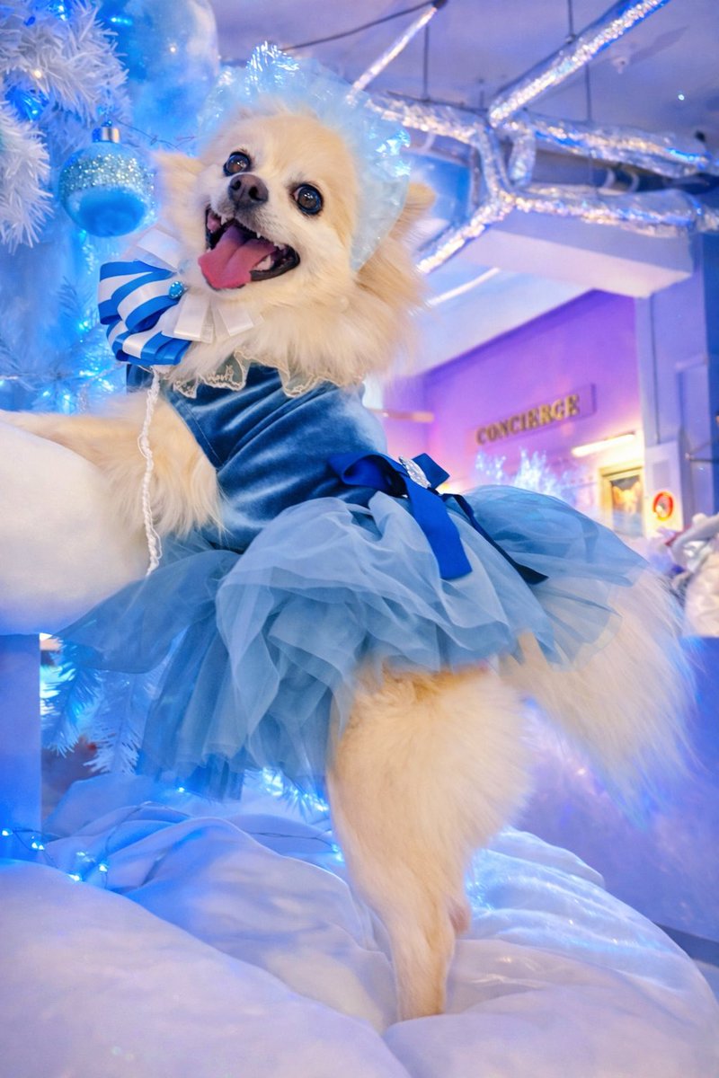 yuzupon_pome's tweet photo. うちゅくし犬 https://t.co/ILuvgzzKmN