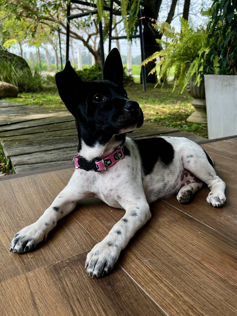 junglefunk tweet media