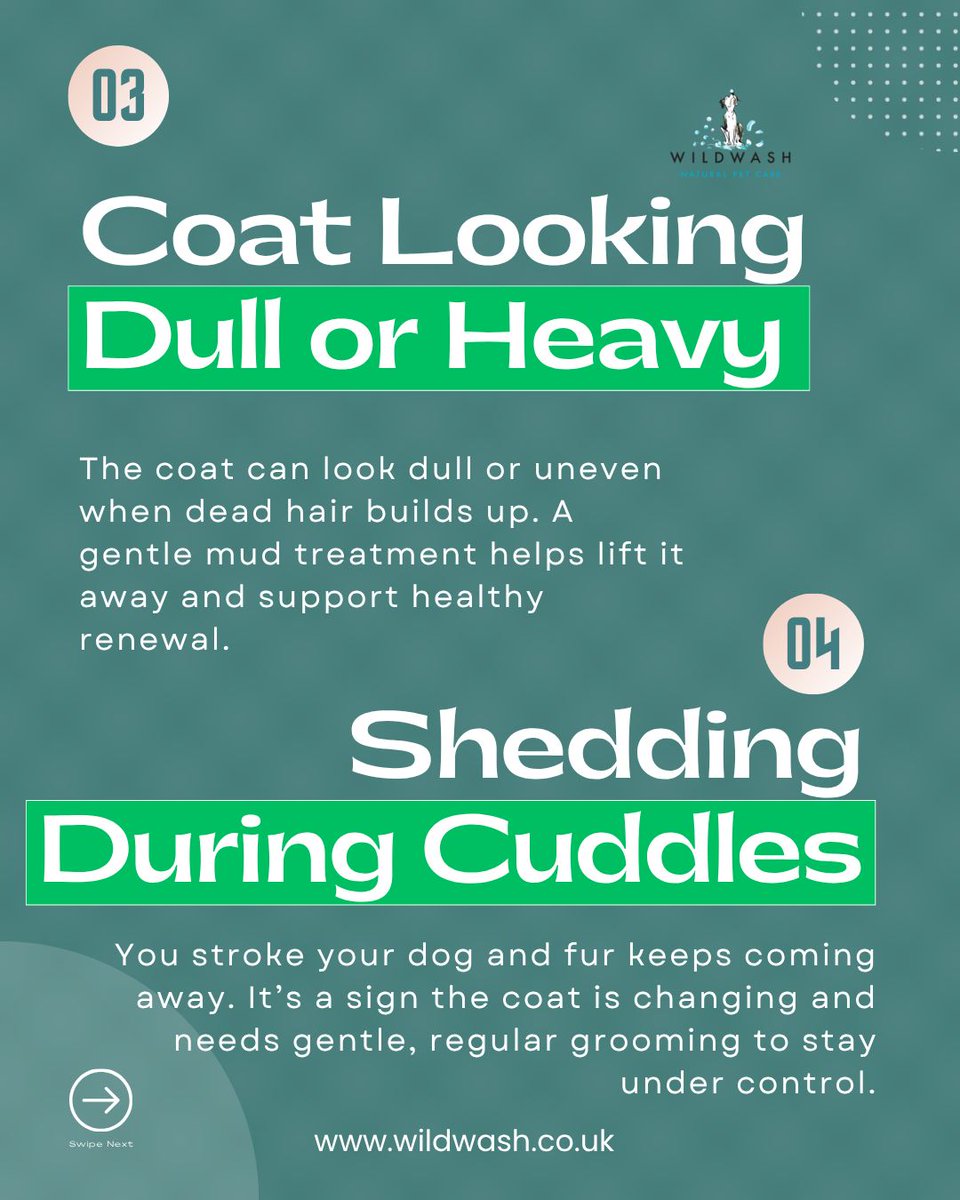 WildWash tweet media