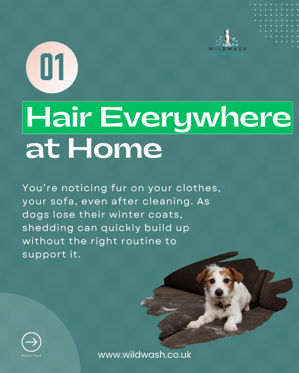 WildWash tweet media