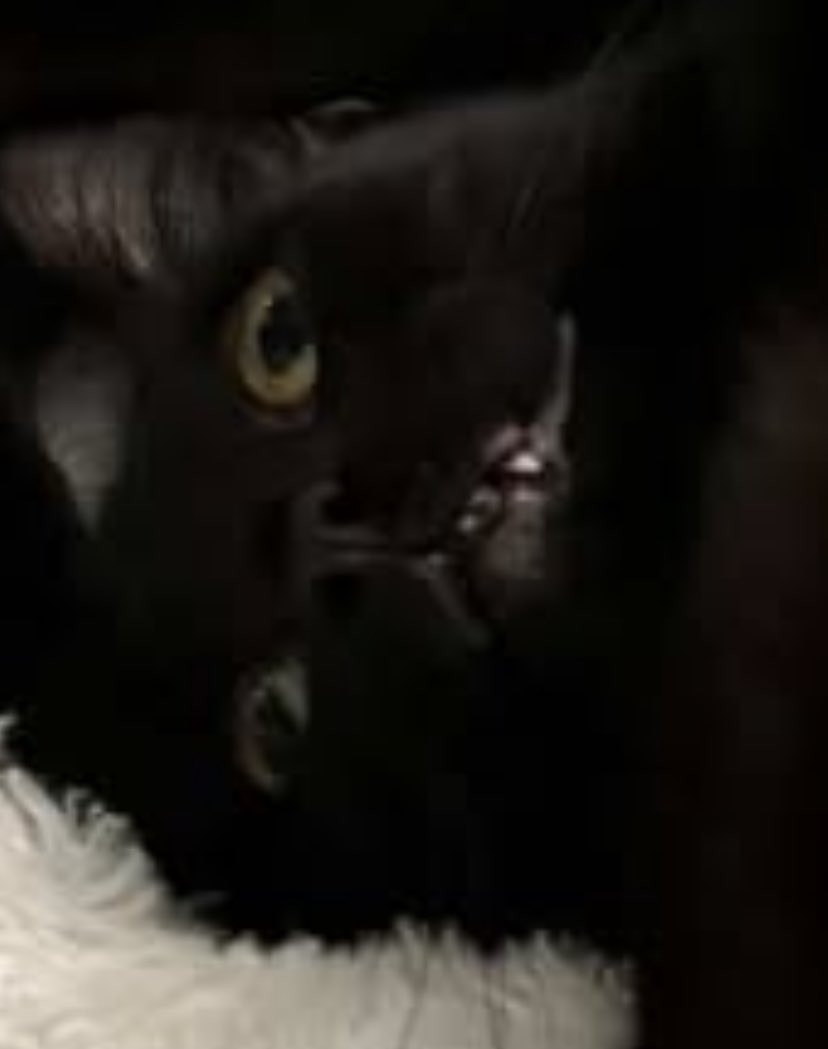 Kaii🦝(🗝️🔅) tweet media