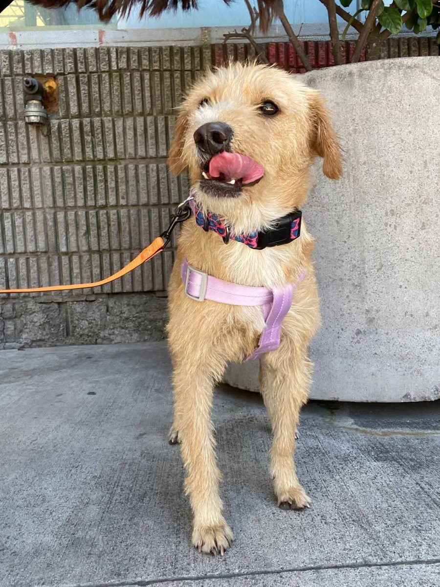 Solange Palacios 🐾💕 tweet media