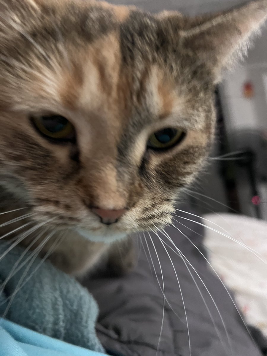 marble 🎱🐝 tweet media