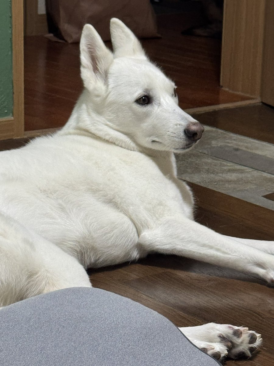 지니아갓쉬 진예애깃쉬 tweet media