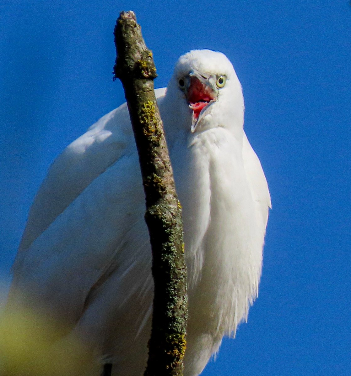Elle Bee 📸💙🏴 tweet media