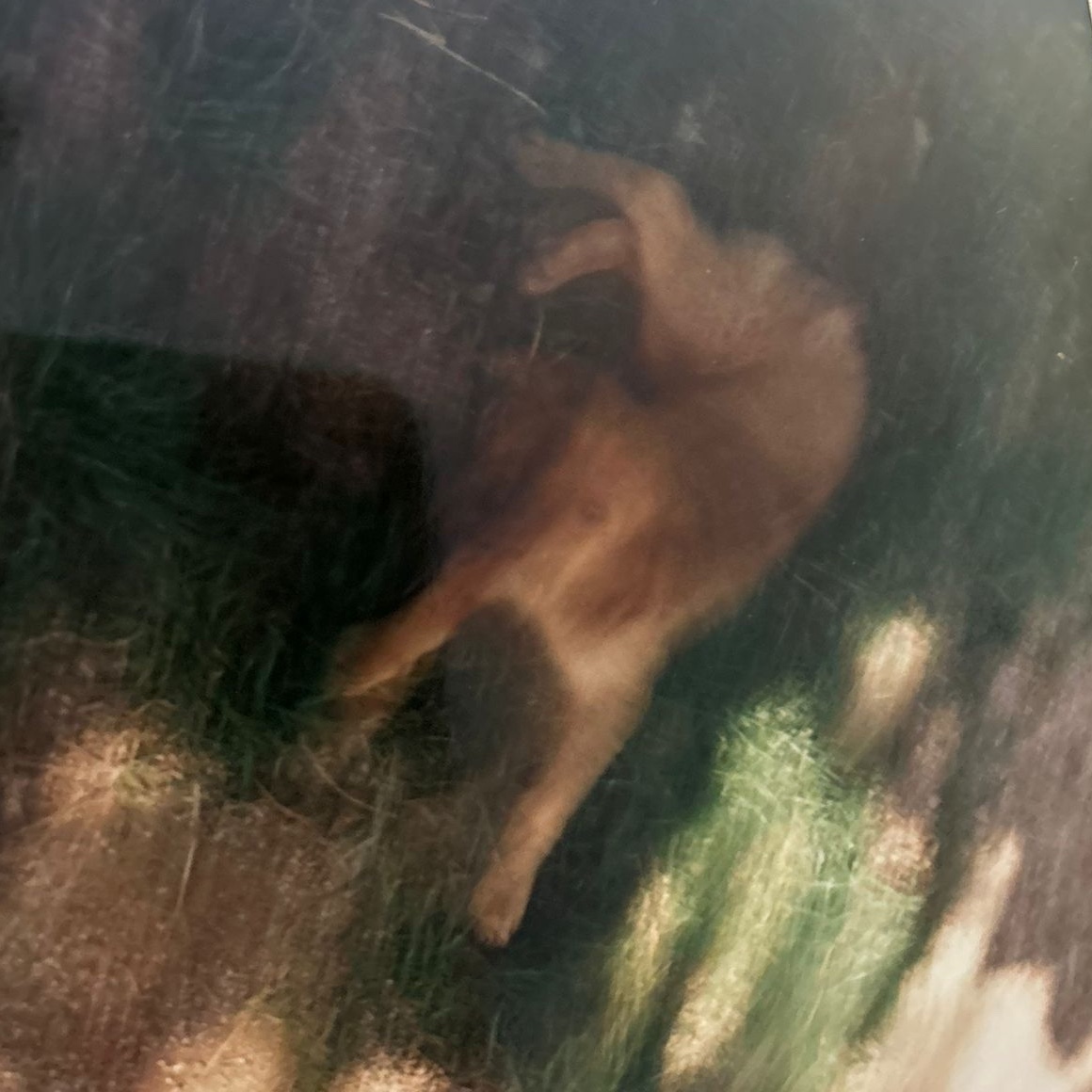 Oye Sherman tweet media