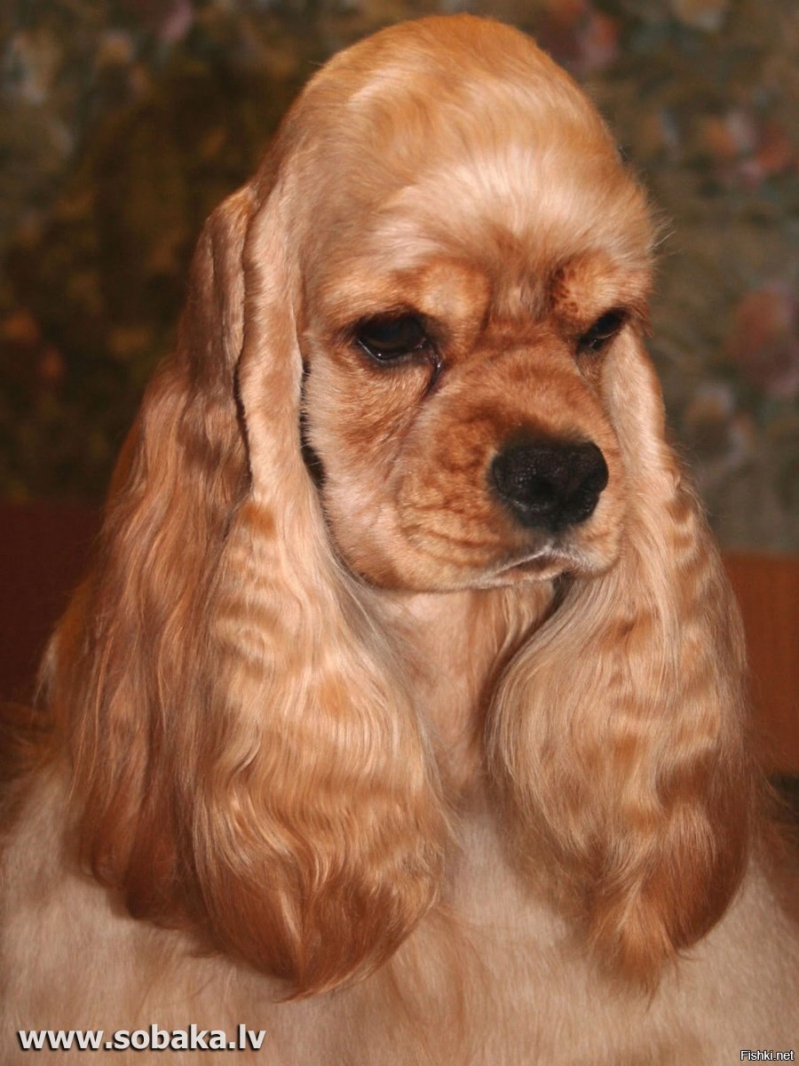 🇻🇳StLcf.him tweet media