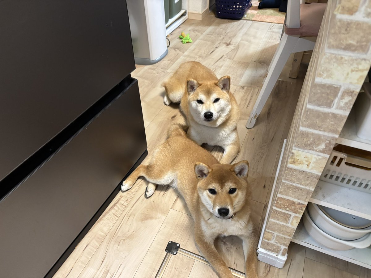 ぽんこつ🐶 tweet media