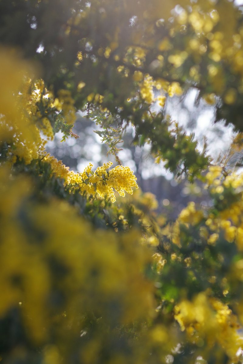 kimura0210 tweet media