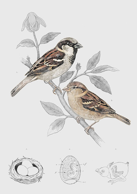illustraciencia's tweet photo. Jelena Jovic - Passer domesticus – The life cycle https://t.co/MOFAUO2bZs https://t.co/1u5nzd5wlq https://t.co/8F8pKVNC4t