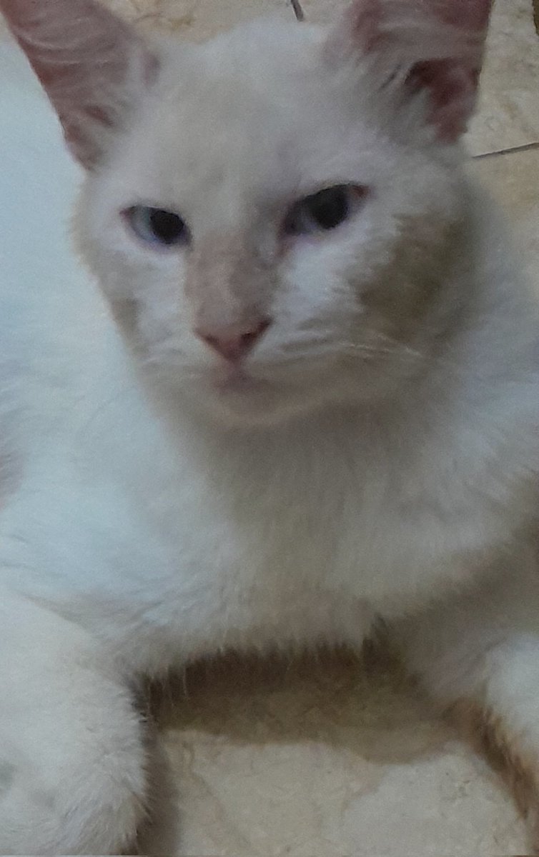 𝑺𝒂 🐱 tweet media