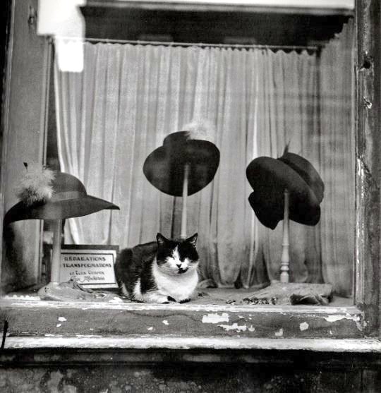 📸 Brassaï. 
Le chat du chapelier 
1937. Paris