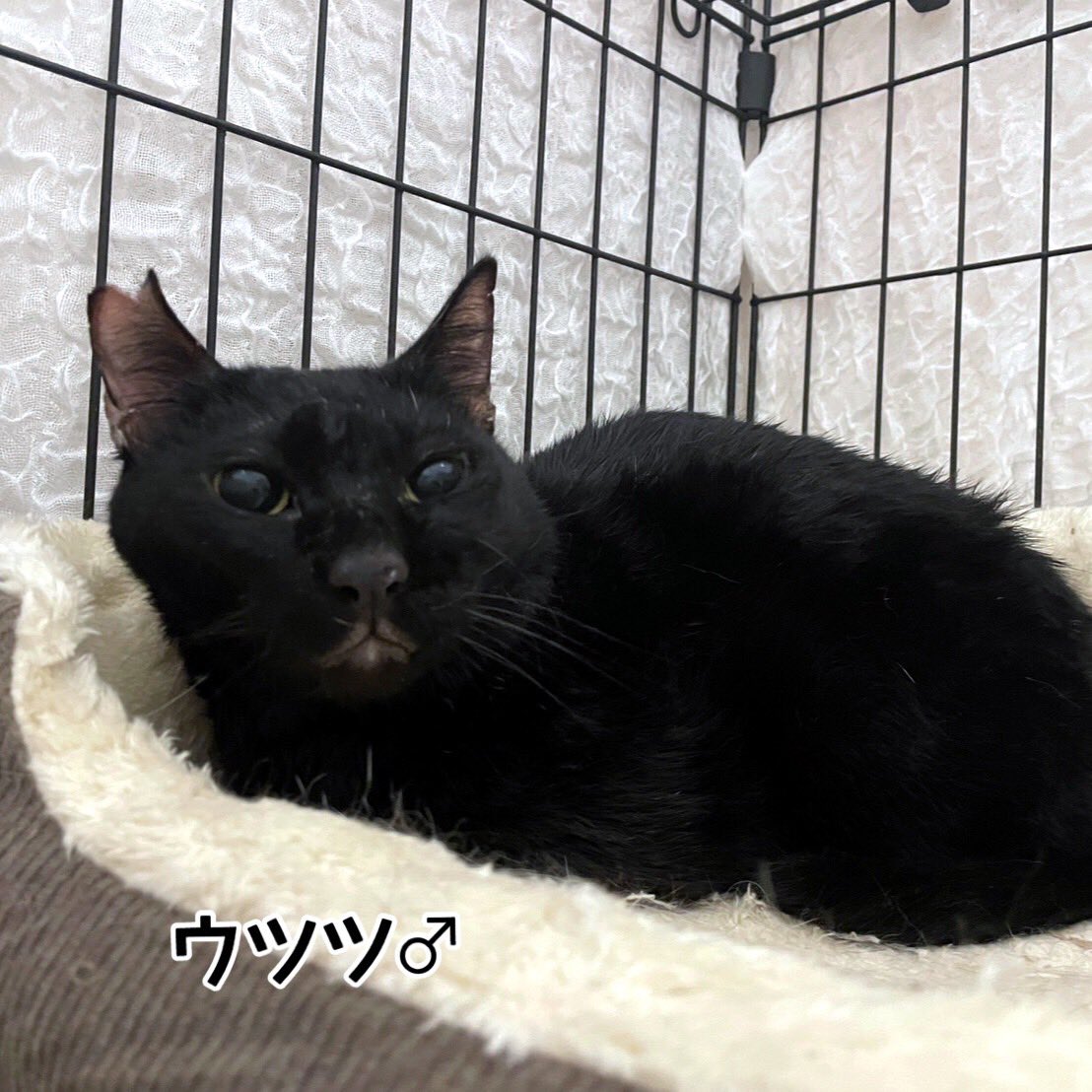 多頭飼育崩壊から５匹保護

９８匹の多頭飼育崩壊から新たに５匹保護をして帰ってきました。

残りは１８匹です。

飼い主さん曰く、数が減ったから人慣れは進むらしいのですが、所々で喧嘩が勃発しているそうです。

詳細は写真に書いてます

#保護猫 #多頭飼育崩壊 #60家