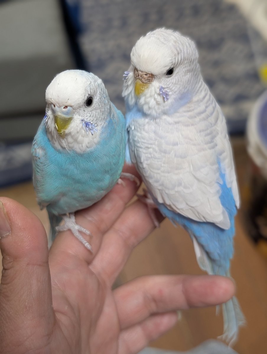 Famille Fun tweet media