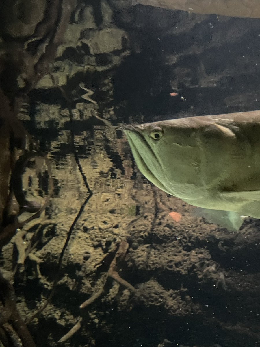 しろくま tweet media