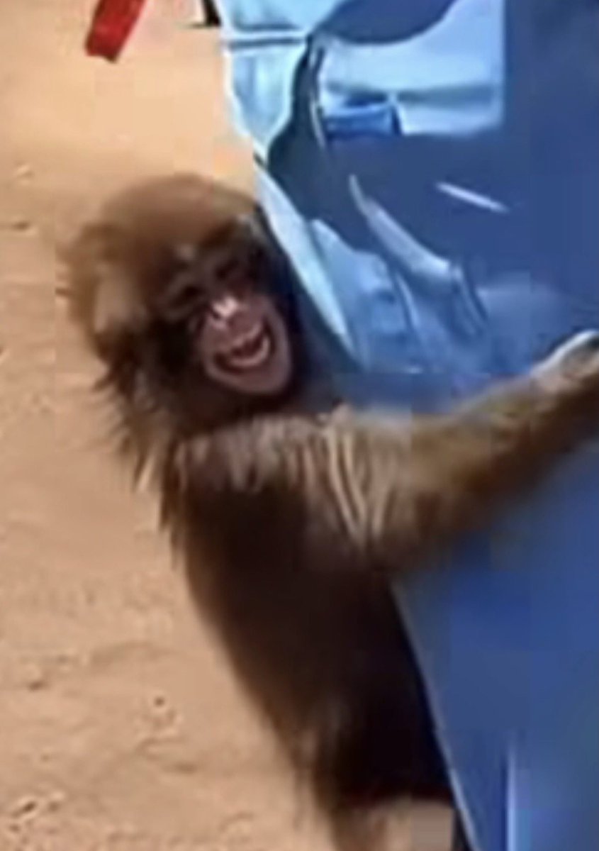 루예 형 인기 올라오는 중이라
펀치 자리 넘보는 느낌 😂

근데 펀치는
형들이 있어서 지금의 펀치라고 말하는 듯 🐒

형들이랑 함께라서 더 빛나는 존재 🥹🧡✨

#punch #punchi