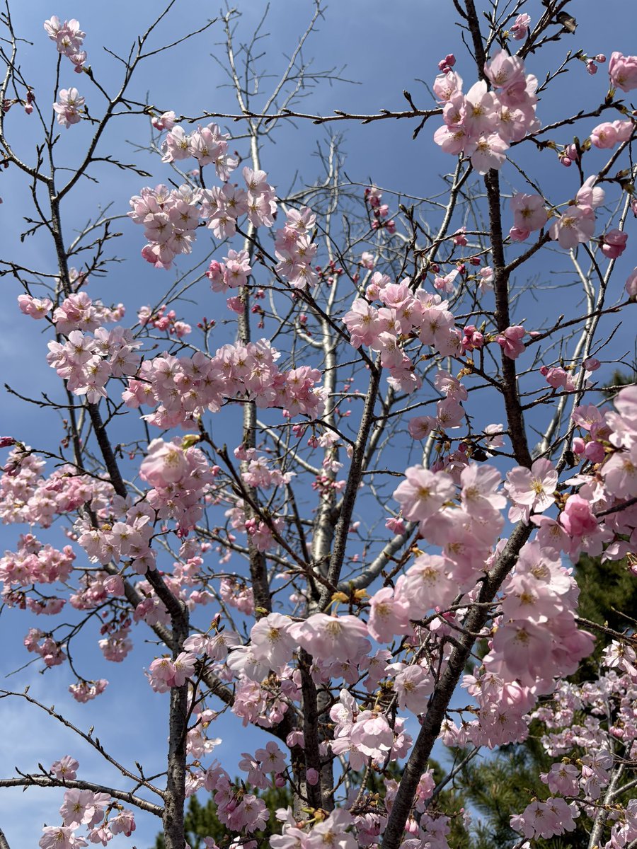 W_Rose@ワンマンありがと🎤 tweet media