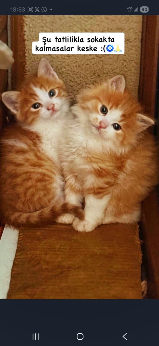 Elifkedisi tweet media